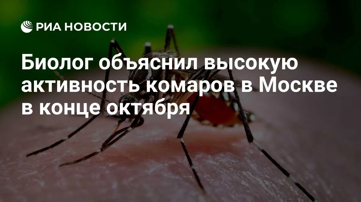 Биолог объяснил высокую активность комаров в Москве в конце октября