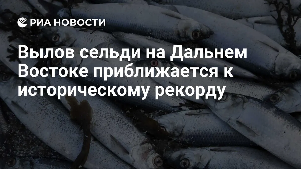 Вылов сельди на Дальнем Востоке приближается к историческому рекорду