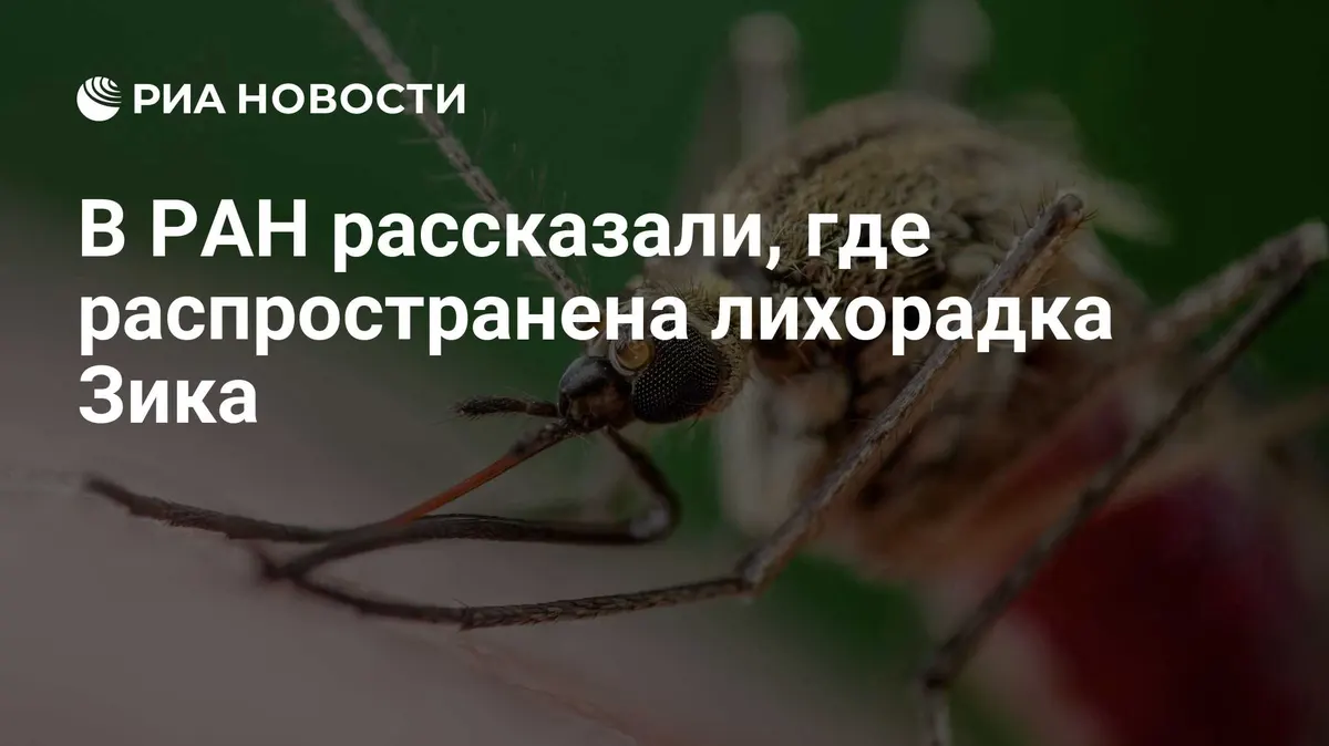 В РАН рассказали, где распространена лихорадка Зика